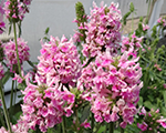Sārmene dziedniecības 'Pink Cotton Candy'