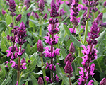 Salvija birztalu 'Royal Magenta'