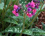 Lakacis baltraibais 'Leopard'