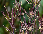 Andropogone Žerāra 'Blackhawks'