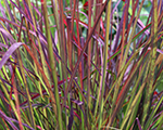 Andropogone Žerāra 'Red October'