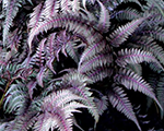 Sievpaparde Niponas krāsotā 'Burgundy Lace'