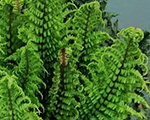 Ozolpaparde radniecīgā 'Crispa Congesta'