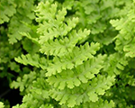 Ozolpaparde melnā 'Barnesi'