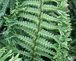 Ozolpaparde melnā 'Crispa Cristata'