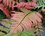 Ozolpaparde saulrieta