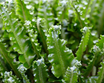 Aļņpaparde parastā 'Angustifolia'