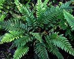 Cietparde 'Shiny Holly Fern'