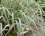 Andropogone sukveida 'Chameleon'