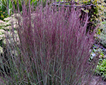 Andropogone sukveida 'Blue Paradise'