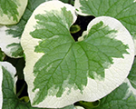 Brunnera liellapu 'Variegata'