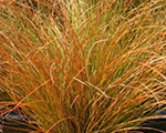 Grīslis oranžais 'Prairy Fire'
