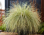 Lomandra 'White Sands'