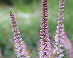 Veronika Virdžīnijas 'Kleine Erica'