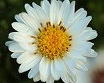 Ziemastere spilvenveida 'Alpha White'