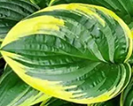 Hosta 'Swamp Thing''