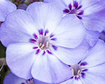 Floksis skarainais 'Blue Dolphin'